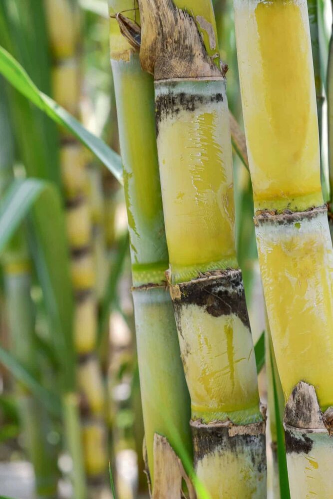 Raw sugarcane source material for GreenPE